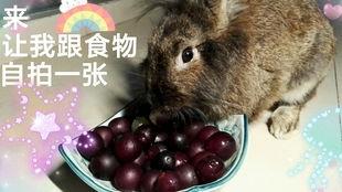 娱乐吃瓜酱 兔 圆  第2张